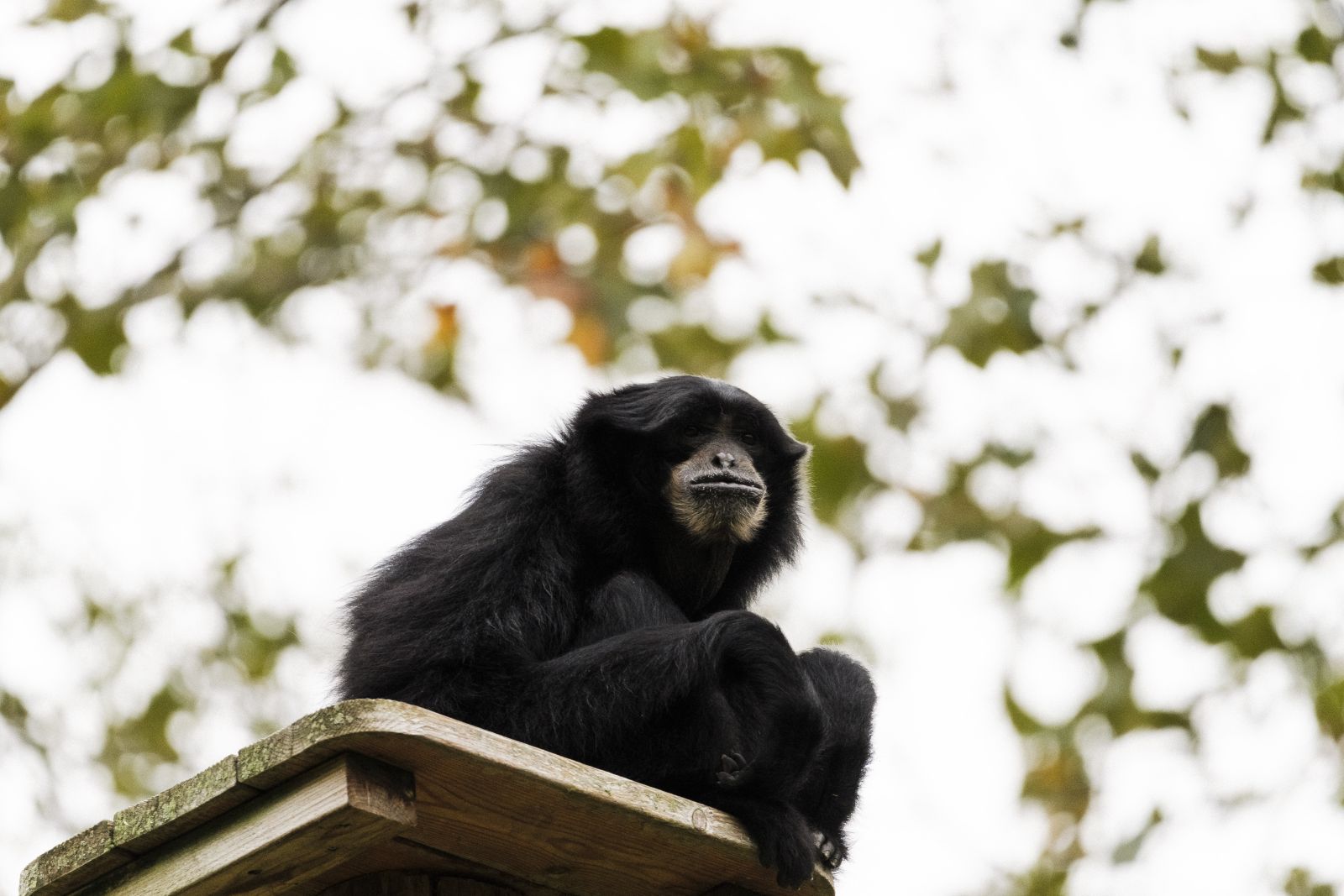 Petit singe noir qui regarde l'horizon