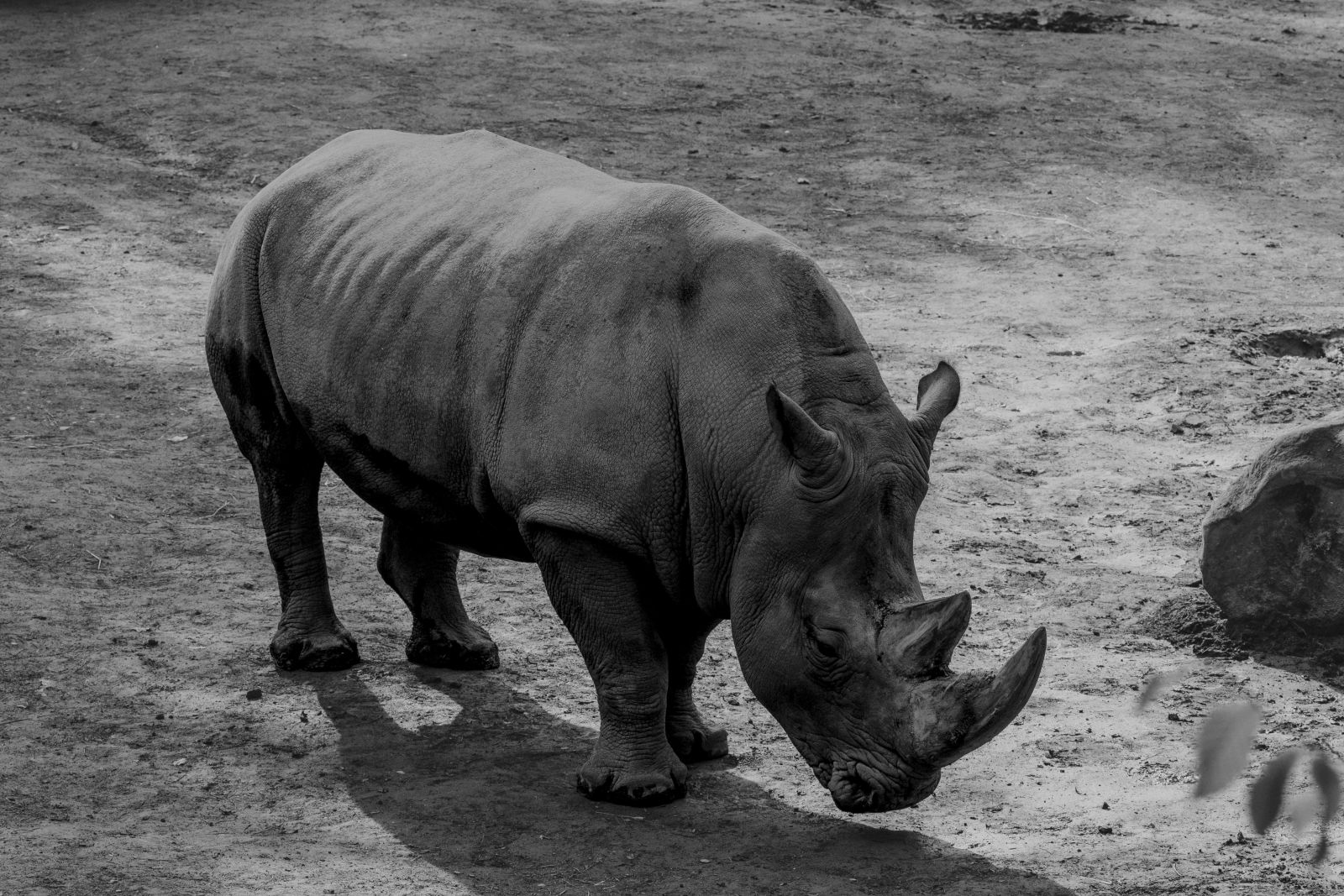 Rhinocéros qui regarde le sol