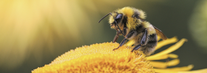 objectif-photo-macro--choisir-le-bon-materiel-pour-la-photo-macro